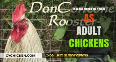 Do Black Chicks Remain Black as Adult Chickens? Uncovering the Truth