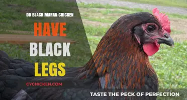 Black Marans Chickens: Unveiling the Mystery of Their Leg Color