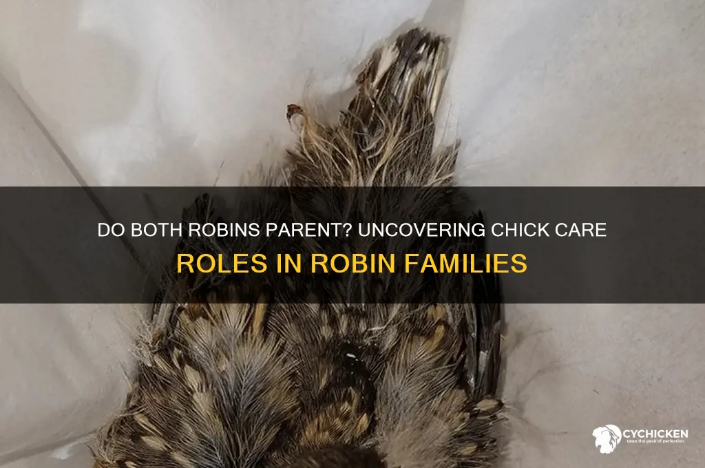 do both robins take care of chicks