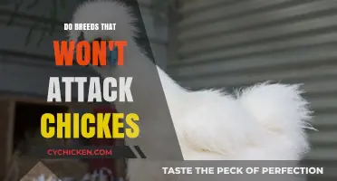 Chicken-Friendly Canines: Breeds Unlikely to Harm Your Flock