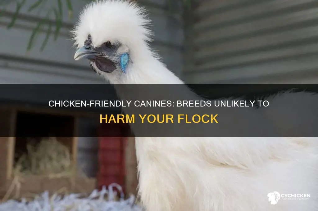 do breeds that won
