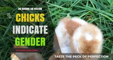 Brown vs. Yellow Chicks: Unraveling the Gender Mystery in Hatchlings