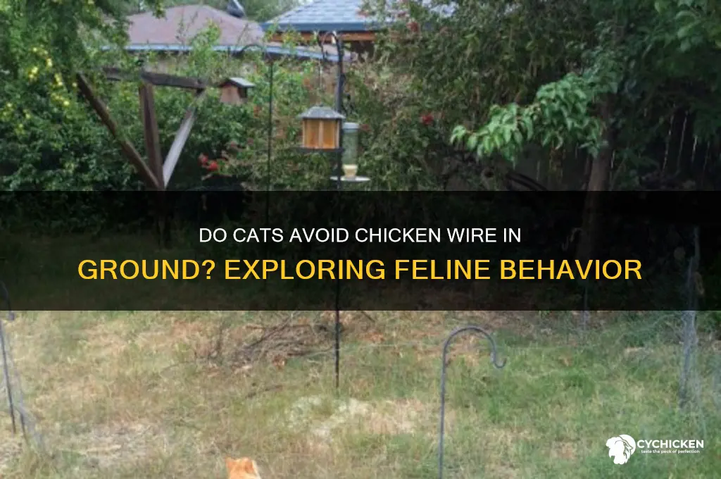 do cats avoid chicken wire in ground