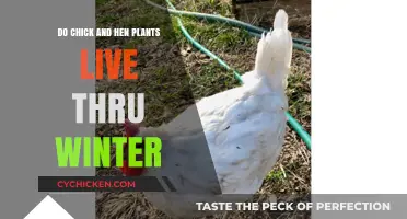Surviving Winter: Chick and Hen Plants' Cold-Weather Resilience Explained