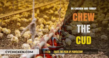 Do Chickens and Turkeys Chew Cud? Unraveling Poultry Digestion Myths