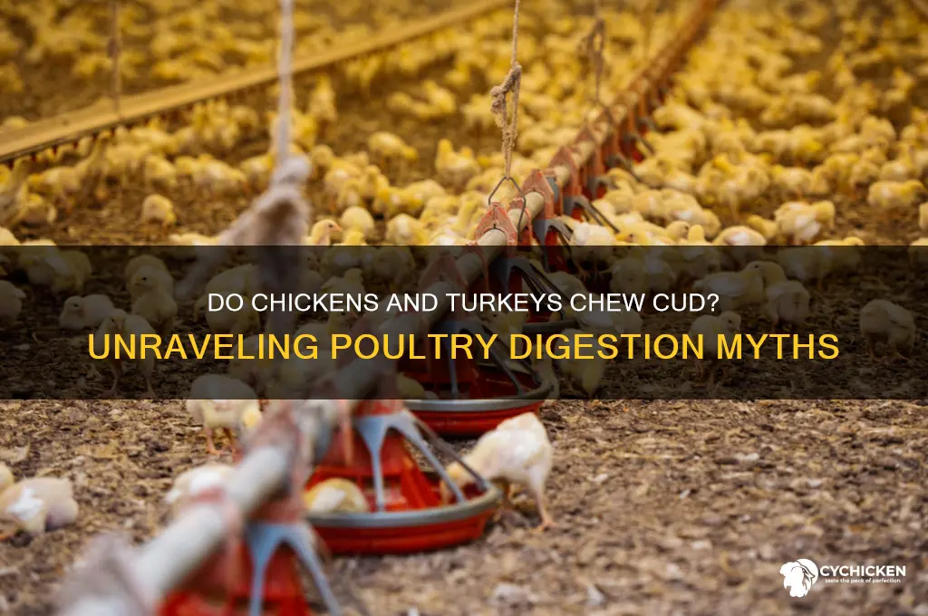 do chicken and turkey chew the cud