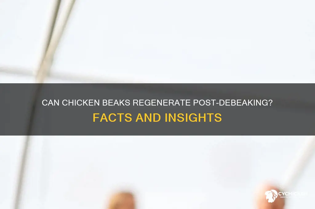 do chicken beaks grow back after debeaking
