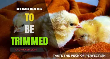 Should Chicken Beaks Be Trimmed? Exploring the Ethics and Necessity