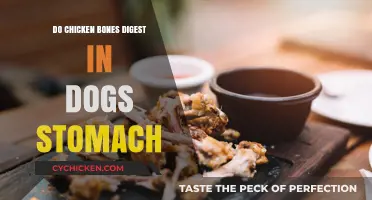 Can Dogs Safely Digest Chicken Bones? Facts and Risks Explained