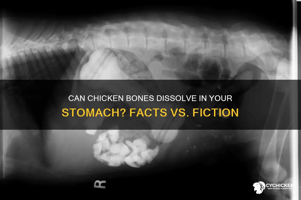 do chicken bones dissolve in human stomach