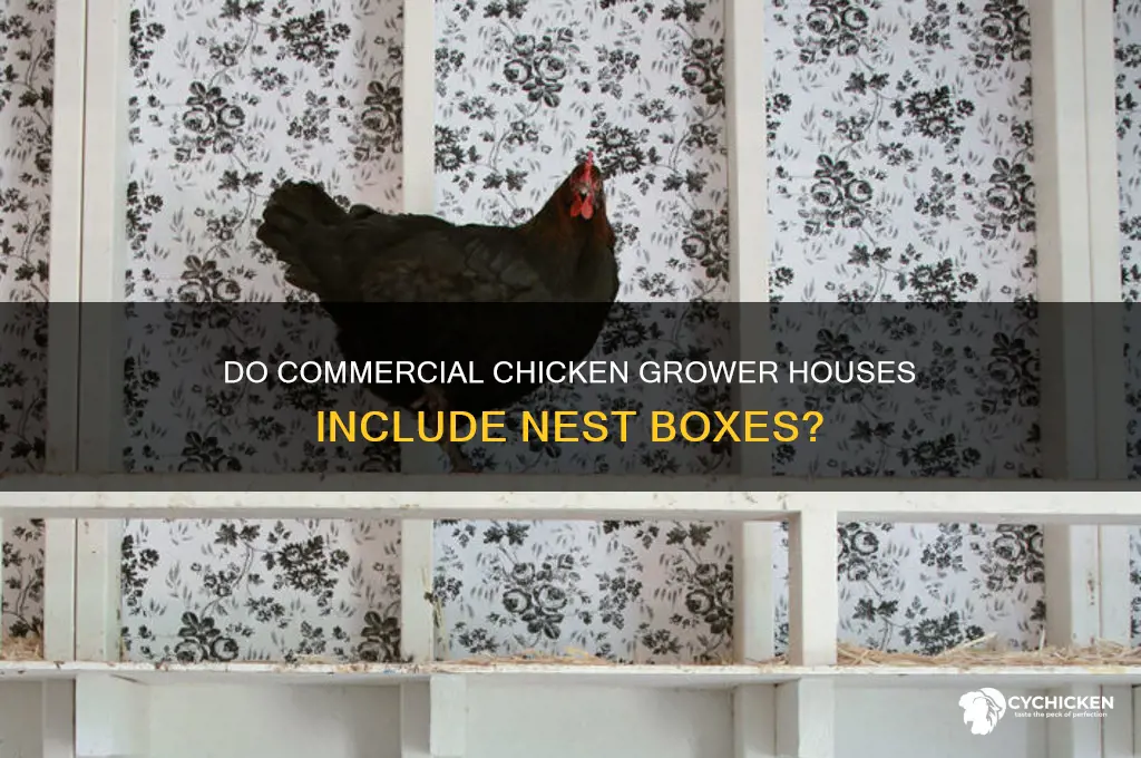 do chicken commercial grower housew have nest boxes