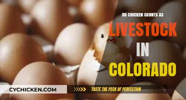 Are Chickens Livestock in Colorado? Understanding Local Regulations
