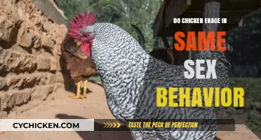 Exploring Same-Sex Behavior in Chickens: Facts and Insights