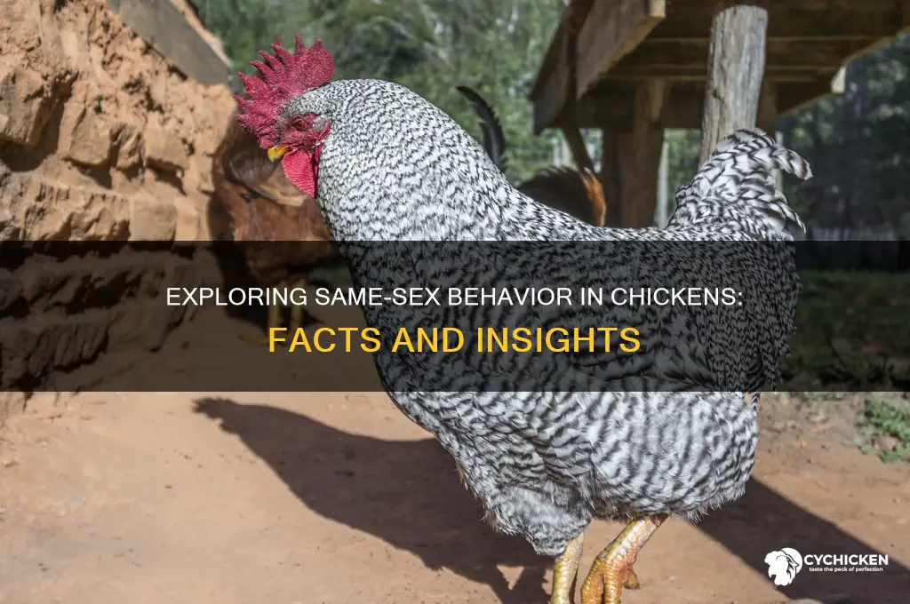 do chicken enage in same sex behavior