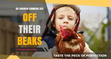 Debunking Beak Trimming: The Truth About Chicken Farming Practices