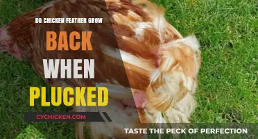 Do Chicken Feathers Regrow After Plucking? The Truth Revealed