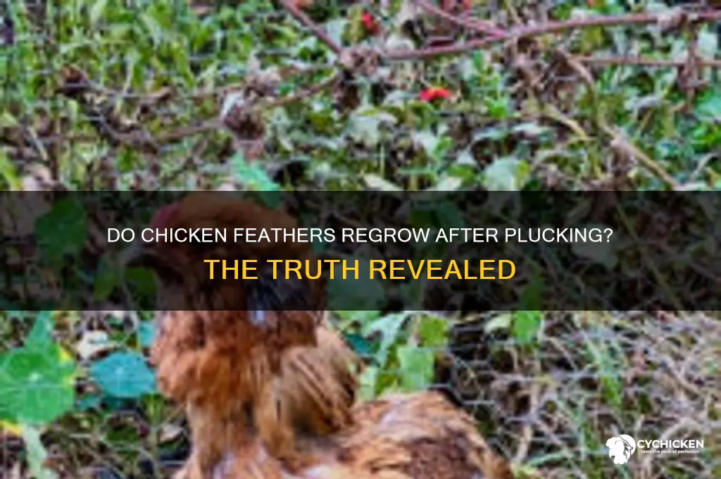 do chicken feather grow back when plucked