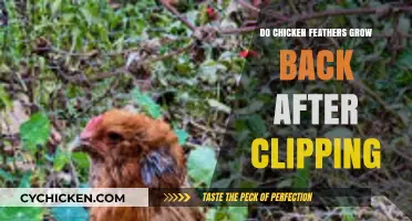 Do Chicken Feathers Regrow After Clipping? A Complete Guide