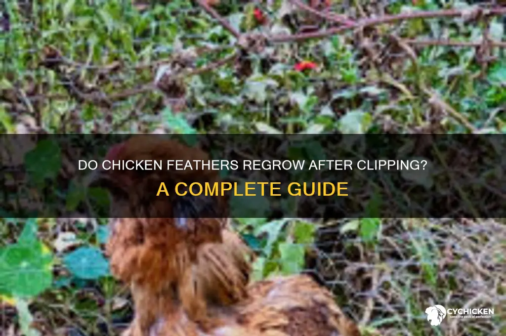 do chicken feathers grow back after clipping