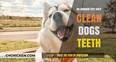Can Chicken Feet Naturally Clean Your Dog's Teeth? Find Out Here