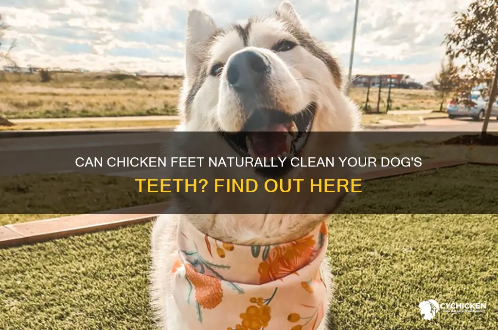 do chicken feet help clean dogs teeth