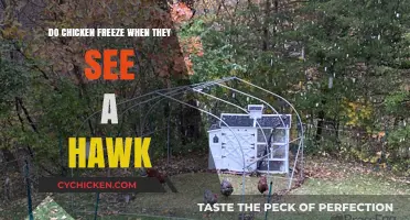 Do Chickens Freeze When They Spot a Hawk? The Truth Revealed