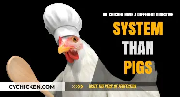 Pigs vs Chickens: Digestive System Differences