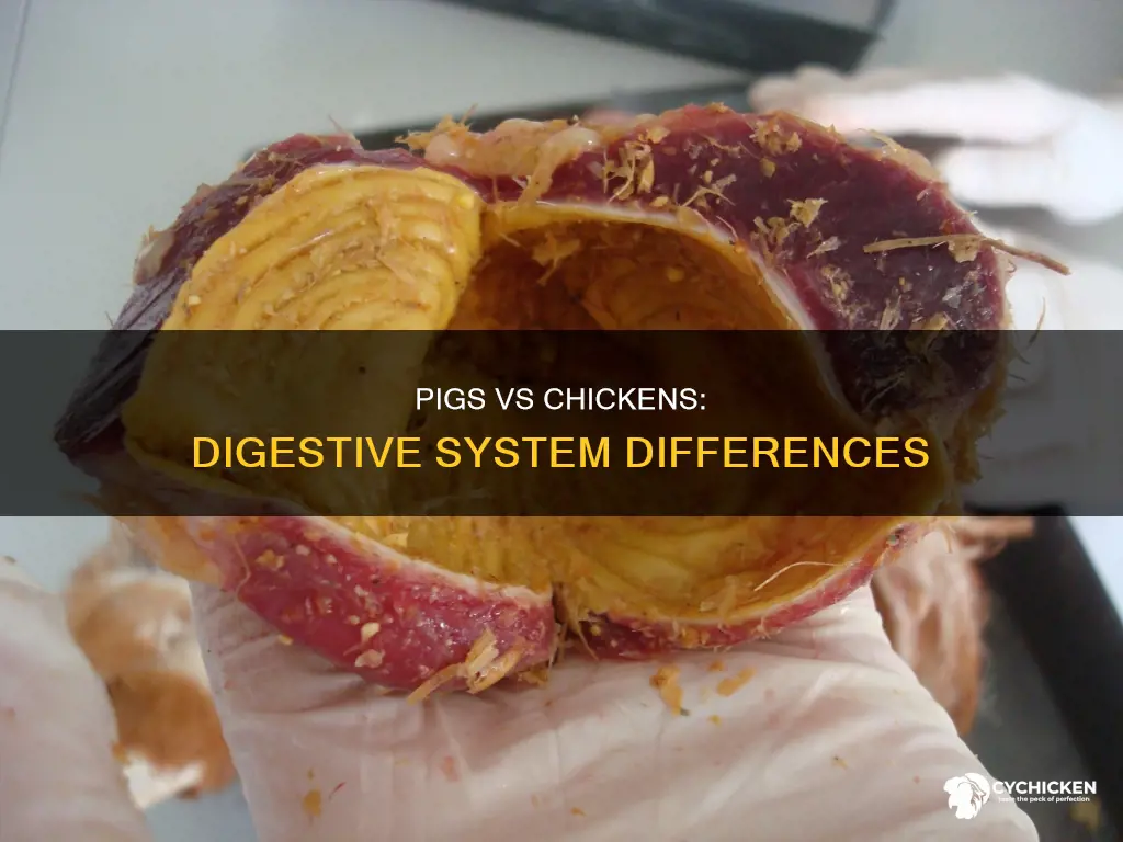 do chicken have a different digestive system than pigs