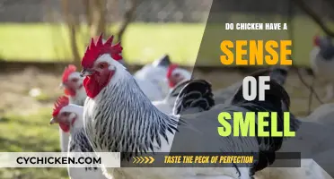 Can Chickens Smell? Uncovering Their Olfactory Abilities and Behaviors