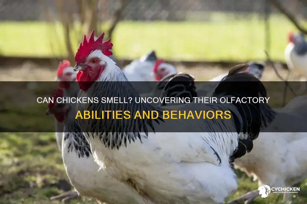 do chicken have a sense of smell