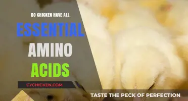 Do Chickens Provide All Essential Amino Acids in Their Meat?