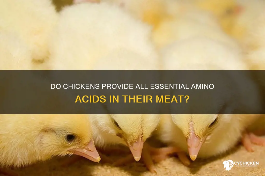 do chicken have all essential amino acids