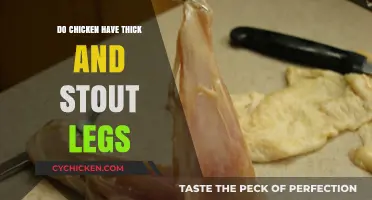 Do Chickens Have Thick and Stout Legs? Exploring Poultry Anatomy