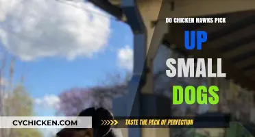 Can Chicken Hawks Snatch Small Dogs? Uncovering the Truth