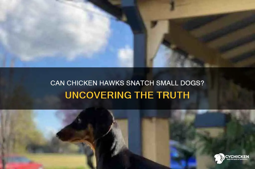 do chicken hawks pick up small dogs