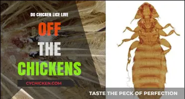 Do Chicken Lice Depend on Chickens for Survival? Exploring the Facts