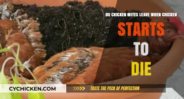 Chicken Mites: Do They Abandon Dying Chickens?
