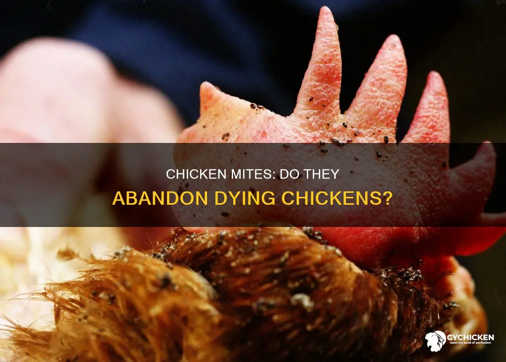 do chicken mites leave when chicken starts to die