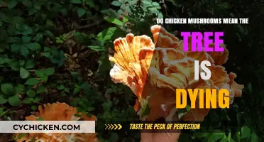Are Chicken Mushrooms a Sign Your Tree is Dying? Explained