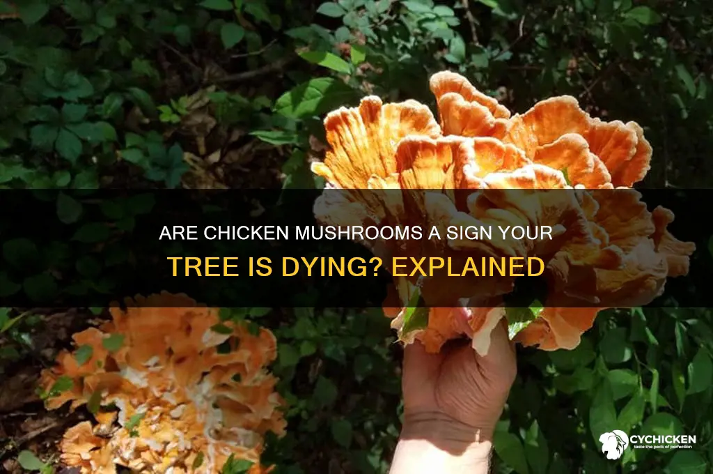do chicken mushrooms mean the tree is dying