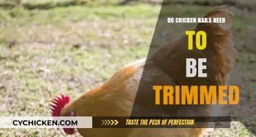 Should You Trim Chicken Nails? Essential Poultry Care Tips Revealed