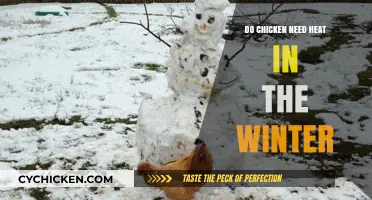 Winter Care for Chickens: Do They Need Heat to Stay Healthy?