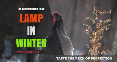 Winter Chicken Care: Do Heat Lamps Keep Your Flock Cozy?