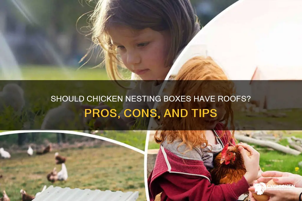 do chicken nesting boxes need a roof