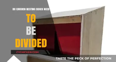 Should Chicken Nesting Boxes Be Divided for Better Egg Laying?