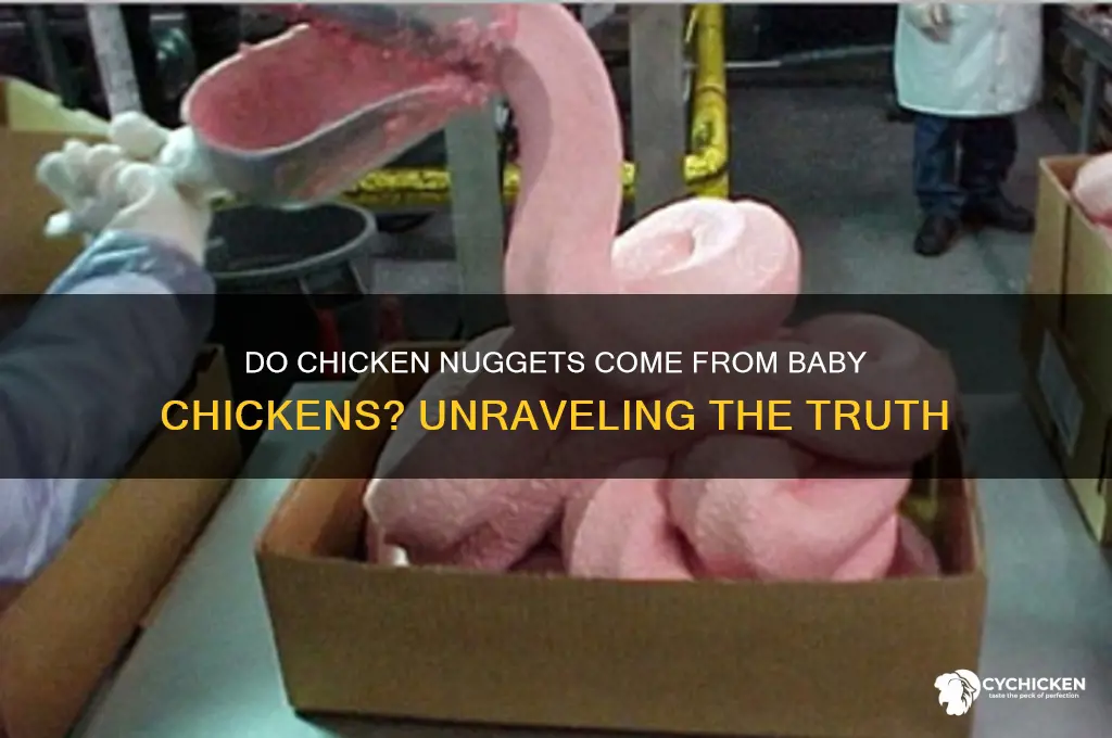 do chicken nuggets come from baby chickens