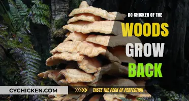 Can Chicken of the Woods Reappear? Understanding Its Growth Cycle