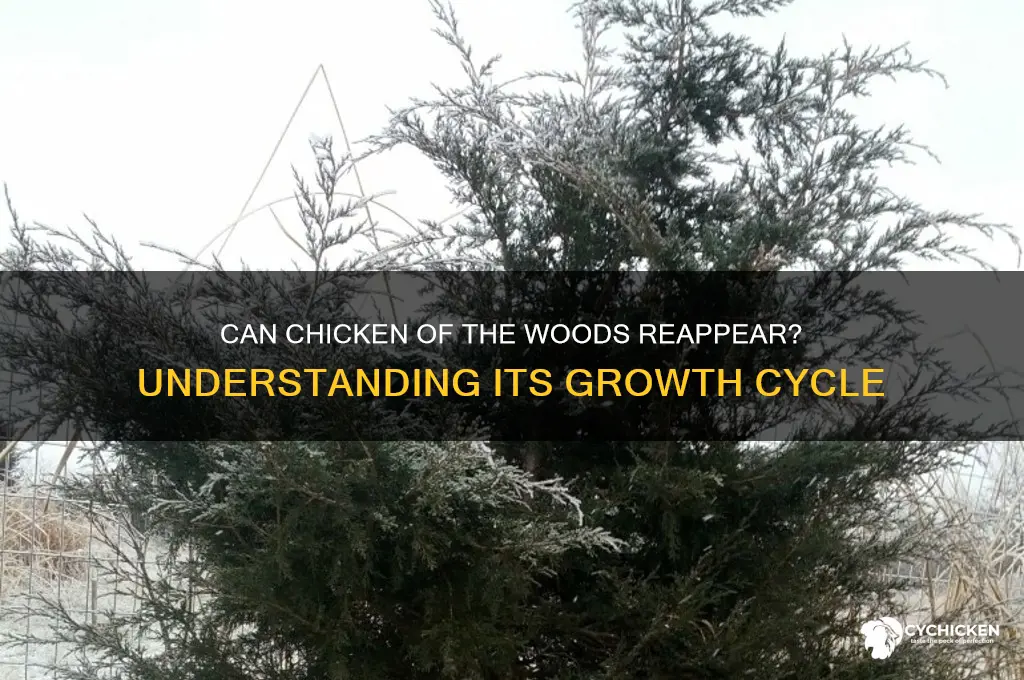 do chicken of the woods grow back