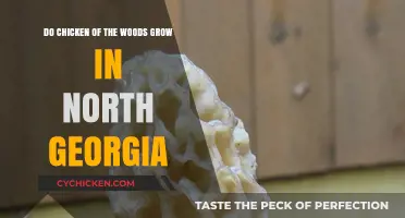 Chicken of the Woods: A Forager's Guide to North Georgia