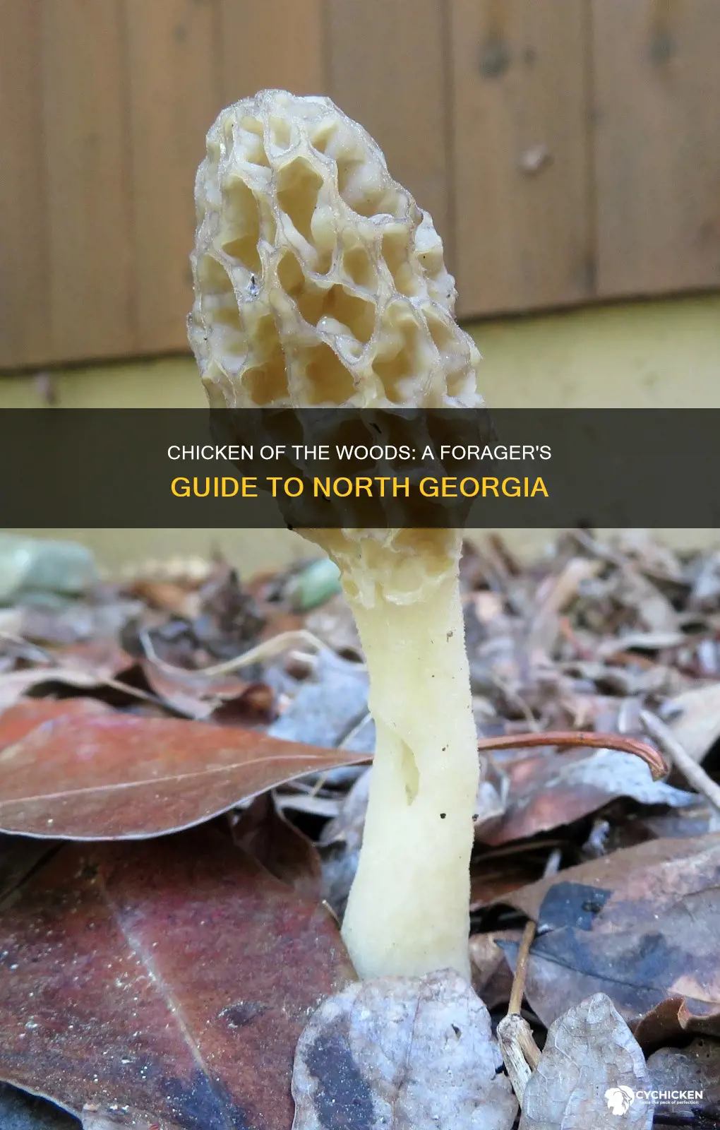 do chicken of the woods grow in north georgia